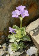 Primula marginata 'Drake's Form'